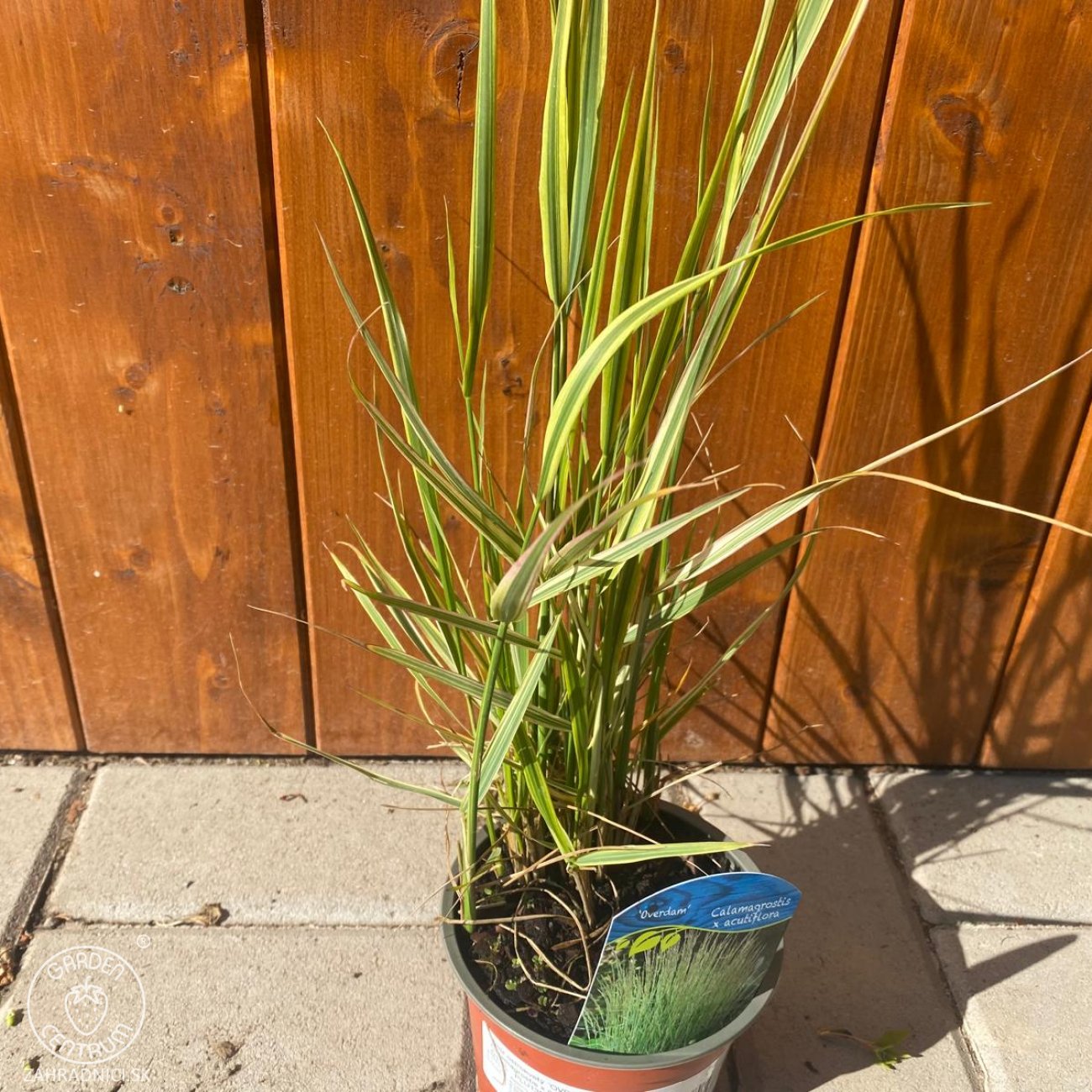 Obrázok Smlz ostrokvetý (Calamagrostis x acutiflora) ´OVERDAM´ C1.5L